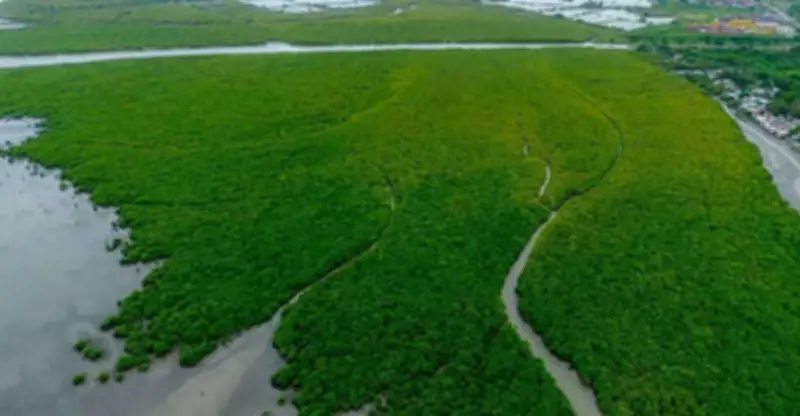 Iloilo City to Implement Coastal Greenbelt Zone for Mangrove Protection