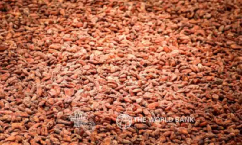 Kapalong Cooperative Ships 6 Tons of Cacao to New Zealand, Marks International Breakthrough