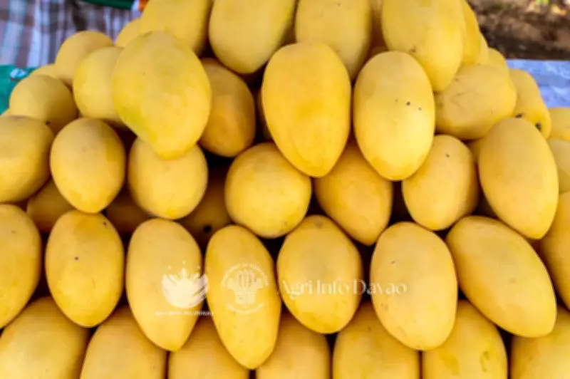 Philippine mango industry revival urged as production lags behind neighbors