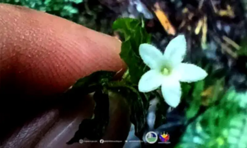 Rare Ophiorrhiza biflora rediscovered in Mount Apo after 122 years