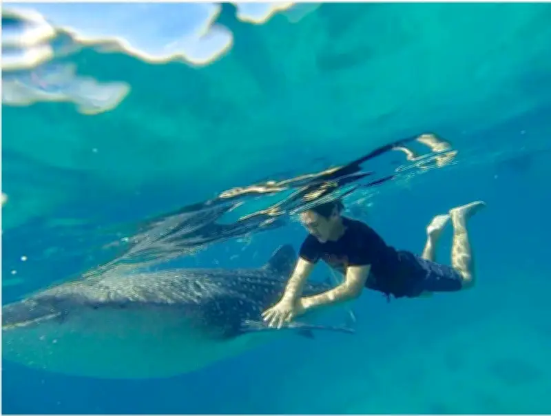 Southern Leyte Promotes Ethical Whale Shark Tourism in Pintuyan