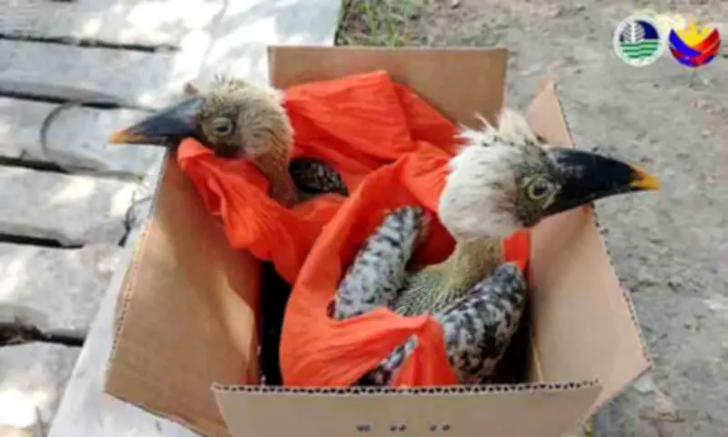 Two Endangered Hornbills Rescued, Suspect Arrested in General Santos City