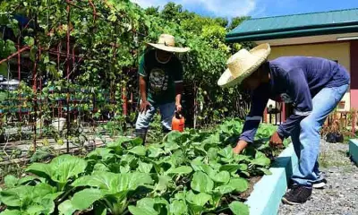 Davao City Urges Home Gardening to Boost Food Security