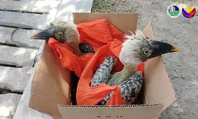 Two Endangered Hornbills Rescued, Suspect Arrested in General Santos City
