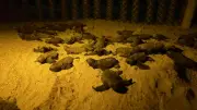 183 Green Sea Turtle Hatchlings Released into Panglao Waters