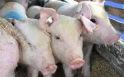 Cebu mulls temporary ban on live hog imports from Negros to guard ASF-free status
