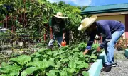 Davao City Urges Home Gardening to Boost Food Security
