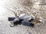 DENR releases 183 green sea turtle hatchlings in Panglao, Bohol
