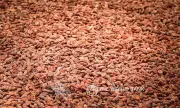 Kapalong Cooperative Ships 6 Tons of Cacao to New Zealand, Marks International Breakthrough