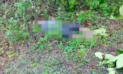 Man Dies After Falling from Tree in Pinamungajan