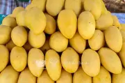 Philippine mango industry revival urged as production lags behind neighbors