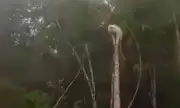 Rare Albino Philippine Long-Tailed Macaque Spotted in Sultan Kudarat