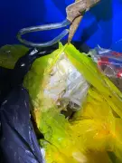 Truck with Hospital Waste Intercepted in Balamban, Driver Arrested